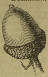 An acorn with its textured cupule attached to the stem.