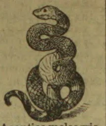 An engraved illustration of a coiled snake with its head raised.