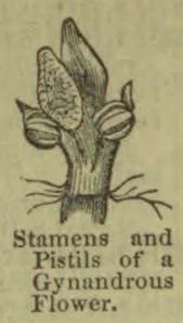 A botanical illustration showing the stamens and pistils of a gynandrous flower.