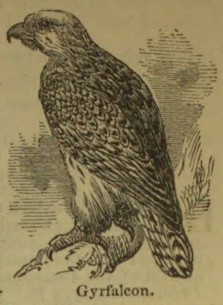An engraved illustration of a gyrfalcon perched on a branch.