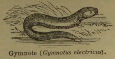 An electric eel swims through the water.