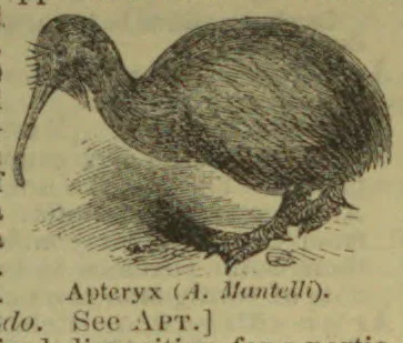 An engraving of an apteryx, or kiwi, standing in profile.