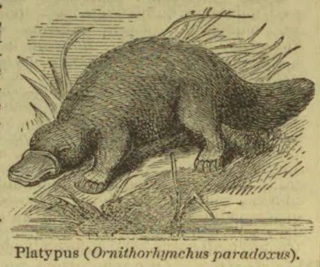 An engraved illustration of a platypus standing on the ground beside water.