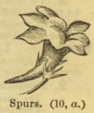A botanical drawing of a flower with elongated, curved spurs.