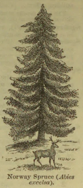 An illustration of a tall Norway spruce with a deer standing at its base.