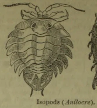 A detailed drawing of an isopod, shown from above with a segmented body and antennae.