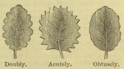 Three leaves are shown with margins that are respectively doubly serrated, acutely toothed, and obtusely toothed.