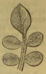 A botanical drawing of a stem with five leaves, including a terminal leaf and two opposite pairs.