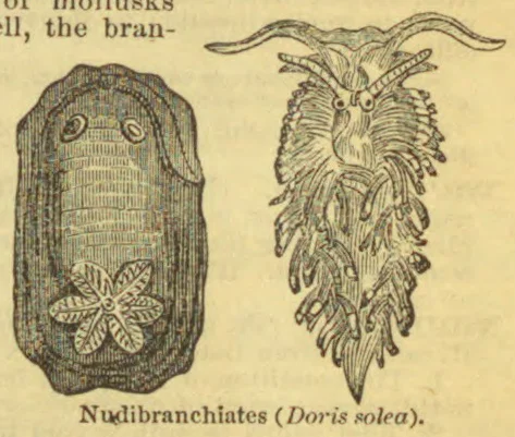 Two nudibranch sea slugs are shown, one viewed from above and the other with its feathery appendages extended.