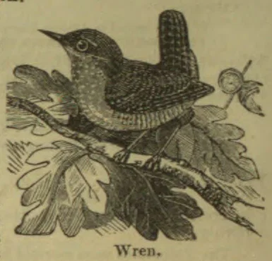 A wren perches among leafy branches.