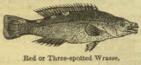 An engraved illustration of a fish shown in profile.