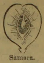 A heart-shaped, winged samara is shown with a central seed and radiating lines.