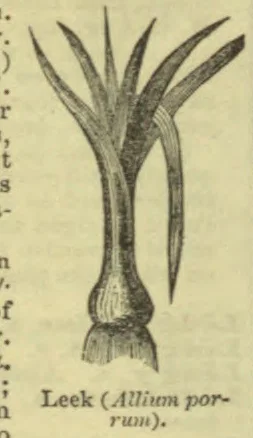 An illustration of a leek plant with long leaves and a bulbous base.
