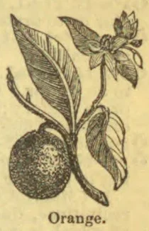 An orange branch with a large fruit, leaves, and a flower bud.