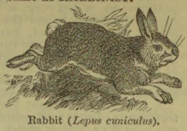 An illustration of a rabbit running across the ground.