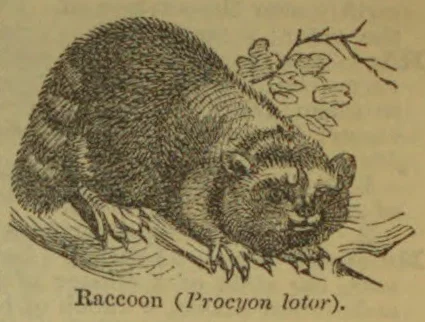 An illustration of a raccoon perched on a branch, with leaves and twigs nearby.