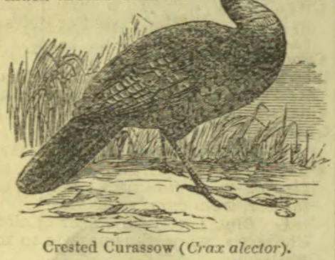 A crested curassow stands on the ground among grasses and foliage.