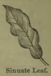 A botanical drawing of a long, wavy-edged leaf attached to a short stem.