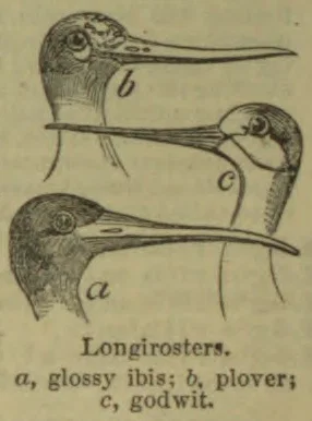 Three long-billed birds are shown, labeled as a glossy ibis, a plover, and a godwit.