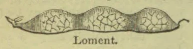 A long, segmented seed pod with several rounded sections.