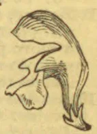 An anatomical illustration of the human ear, showing its curved outer structure and internal passage.