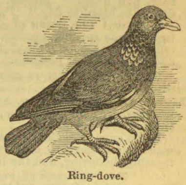 An engraved ring-dove perched on a branch.