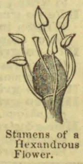 A botanical diagram of the stamens of a hexandrous flower.