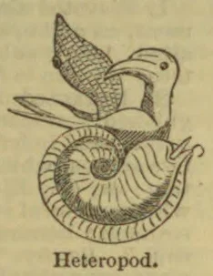 An illustration of a heteropod mollusk with a coiled shell and an extended body and appendages.