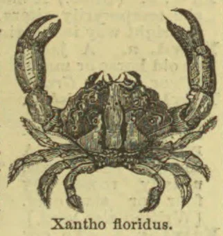 An illustration of a crab with raised claws and several legs.