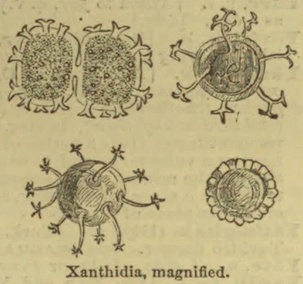 The illustration shows four magnified forms of xanthidia.