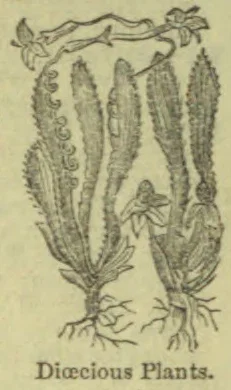 A botanical illustration of two rooted plants with long fronds and flowers.