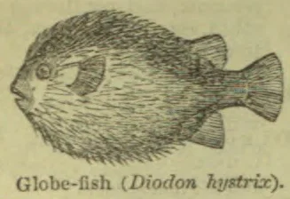 An illustration of a globe-fish shown in profile.