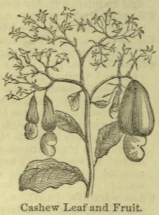 A botanical illustration of a cashew plant showing its leaves, flowers, and fruit.