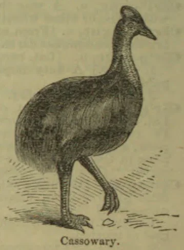 An illustration of a cassowary standing on the ground.
