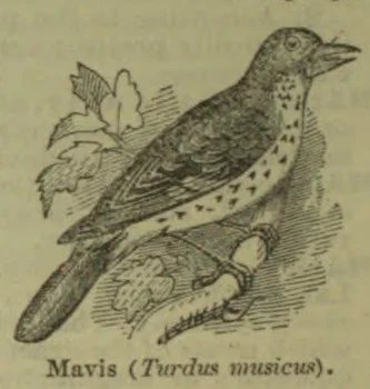 An illustrated songbird perched on a branch among leaves.