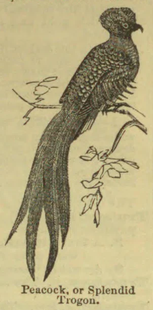 An ornate bird with a long, tapering tail perches on a branch with leaves.
