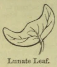 A drawing of a lunate leaf with visible veins and a stem.