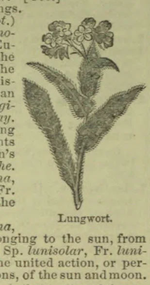 A botanical illustration of a lungwort plant with fuzzy leaves and a cluster of flowers.