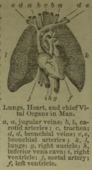 An anatomical diagram showing the lungs, heart, and major blood vessels in a human.