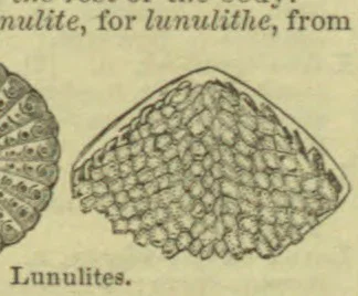 Two fossil specimens of Lunulites are shown, one partly cropped at the left and one in full at the right.