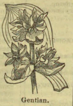 A botanical illustration of a gentian plant with flowers, leaves, and roots.