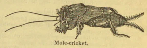 An engraved illustration of a mole cricket shown in profile.