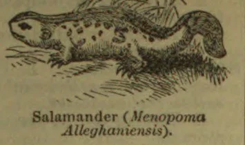 An illustrated salamander crawling across the ground.