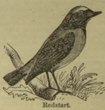 An engraving of a redstart perched among grasses and plants.