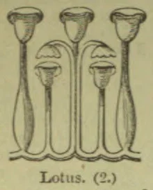 A botanical illustration showing several lotus flowers and their stems.
