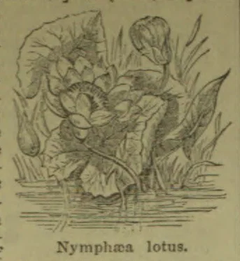 A botanical illustration of a water lily with broad leaves and a flower rising above the water.