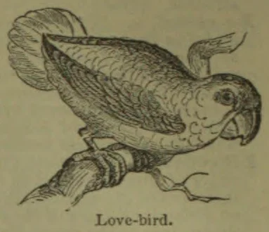 An engraved bird with a hooked beak perched on a branch.