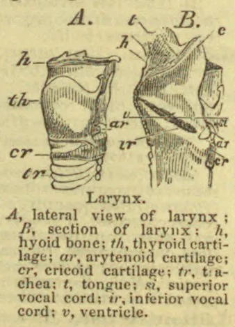 Two views of the larynx show its external anatomy and a section through its internal structures.