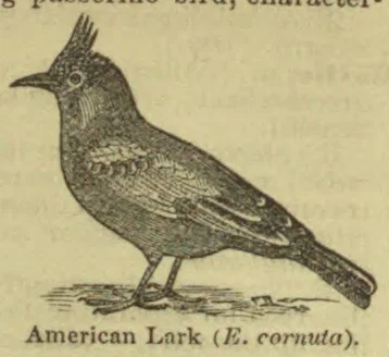 An American lark with a pointed crest stands in profile.