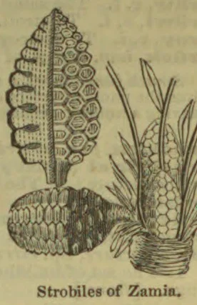 The illustration shows two views of strobiles and a leafy Zamia plant.